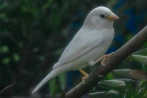 V austrálii bolo možné fotografovať biely sparrow
